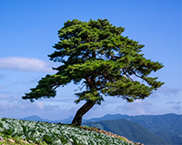 교목(소나무) 이미지